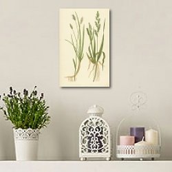 «Sesleria Cerulea, Panicum Crus-galli 1» в интерьере зеленой комнаты «Sesleria Cerulea, Panicum Crus-galli 1» в интерьере зеленой комнаты