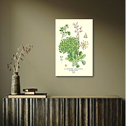 «London Pride (Saxifraga Umbrosa), Saxifraga Huetii 1» в интерьере офиса с кирпичными стенами «London Pride (Saxifraga Umbrosa), Saxifraga Huetii 1» в интерьере офиса с кирпичными стенами