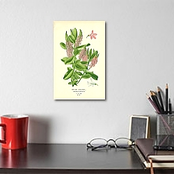«Shrubby Speedwell (Veronica Speciosa) 1» в интерьере комнаты с белым резным комодом «Shrubby Speedwell (Veronica Speciosa) 1» в интерьере комнаты с белым резным комодом