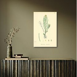 «Barbarea Praecox. American Cress.» в интерьере с деревянными деталями