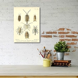 «Lygia oceanica, Porcellio Scaber, Munna Kroyeri 1» в интерьере спальни с золотыми деталями «Lygia oceanica, Porcellio Scaber, Munna Kroyeri 1» в интерьере спальни с золотыми деталями