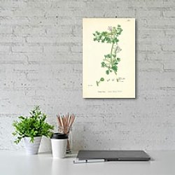 «Fumaria Boraei. Boreau's Rempant Fumitory» в интерьере красной спальни «Fumaria Boraei. Boreau's Rempant Fumitory» в интерьере красной спальни