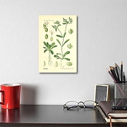 «Valerianaceae, Valerianellaolitoria Mnch 1» в интерьере в стиле лофт над столом «Valerianaceae, Valerianellaolitoria Mnch 1» в интерьере в стиле лофт над столом