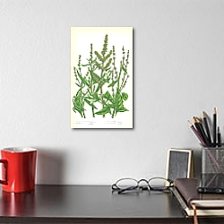 «Spreading Halberd Leaved Orache, Triangular, Spreading Narrow, Grass Leaved Sea 1» в интерьере кухни в стиле ретро «Spreading Halberd Leaved Orache, Triangular, Spreading Narrow, Grass Leaved Sea 1» в интерьере кухни в стиле ретро