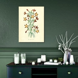 «Ipomopsis picta» в интерьере зеленой комнаты