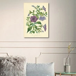 «Petunia Nyctaginiflora Violacea» в интерьере комнаты с белыми стенами