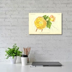 «Begonia Hybrida Mme CH. DE BOSSCHERE 1» в интерьере офиса над столом