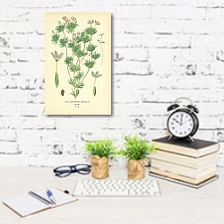 «Gilia (Leptosiphon) Androsacea 1» в интерьере офиса с кирпичными стенами