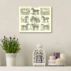 «Породы лошадей 2» в интерьере комнаты с лавандовыми свечами