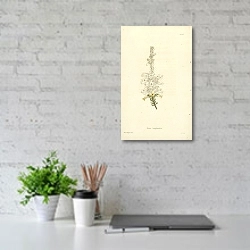 «Erica Bonplandia 1» в интерьере офиса над столом