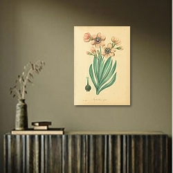 «Streptanthera Cuprea» в интерьере с деревянными деталями