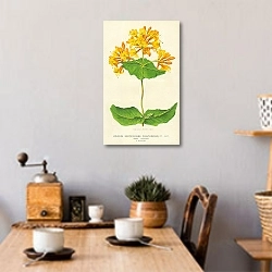 «Lonicera (Sempervirens) Plantierensis 1» в интерьере кухни в стиле ретро