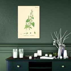 «Polygonum Convolvulus. Climbing Buckwheat 1» в интерьере зеленой комнаты