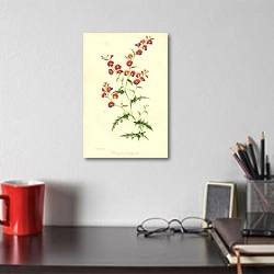 «Chorozema Triangulare 1» в интерьере кабинета над столом