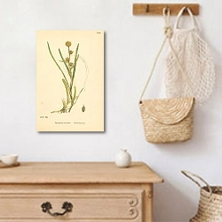 «English Botany №223 1» в интерьере прихожей с деревянным декором