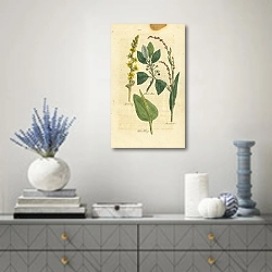 «Agrimony, Black Alder, Oldders Tongue, Arsesmar 1» в интерьере над комодом