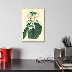 «Sinningie Guttata» в интерьере кабинета над столом