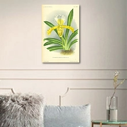 «Cypridedium Insigne Luciani em. Rod. 1» в интерьере комнаты с белыми стенами