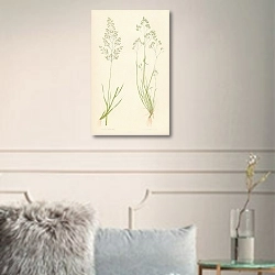 «Aira Alpina, a. Caryophyllea 1» в интерьере комнаты с белыми стенами