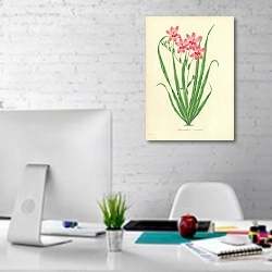 «Anomatheca Cruenta» в интерьере офиса в белом цвете