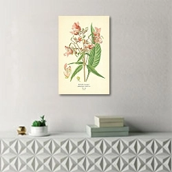 «Royle's Balsam (Impatiens Roylei) 1» в интерьере комнаты с белым резным комодом