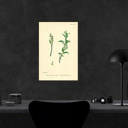 «Salix Arbuscula, var. carinata. Plum-leaved Willow 1» в интерьере кабинета в черном цвете