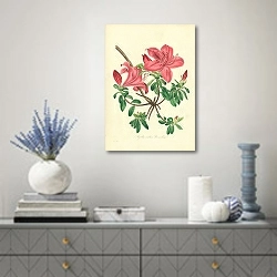 «Azalea Indica Danielsia» в интерьере над комодом