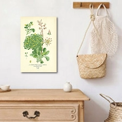 «London Pride (Saxifraga Umbrosa), Saxifraga Huetii 1» в интерьере прихожей с деревянным декором