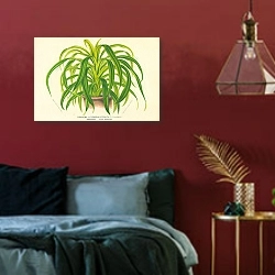 «Dracaena Lutescens Striata 3» в интерьере красной спальни