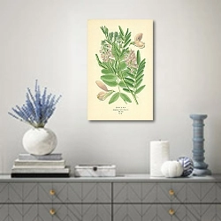 «Goat's Rue (Galega Officinali) 1» в интерьере над комодом