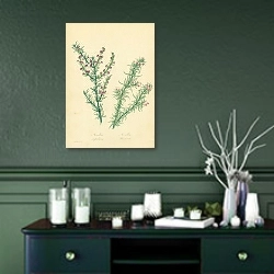 «Muraltia Stipulacea, Muraltia Heisteria» в интерьере зеленой комнаты