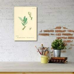 «Salix Lapponum, var. psedo-glauca. Downy mountain Willow 1» в интерьере с кирпичными стенами