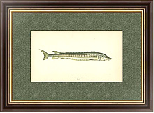 Постер Common Sturgeon Постер Common Sturgeon